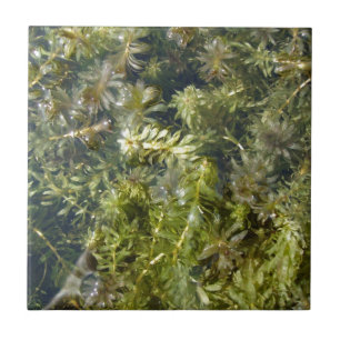 Pond Weed (or, "Lush Pond Plantlife") Tile