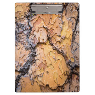 Ponderosa pine bark, Washington Clipboard