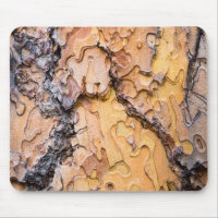 Ponderosa pine bark, Washington