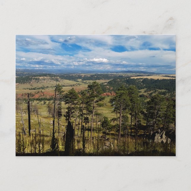 Ponderosa Pine from Devils Tower Postcard (Front)