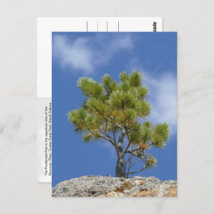 Ponderosa Pine Tree, Custer, SD -  Postcard