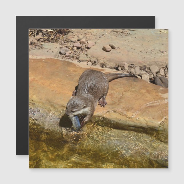 **"Pondside Feast: An Otter and His Catch"** (Front/Back)