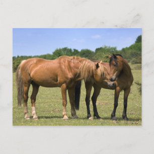 Ponies in Love Postcard
