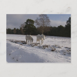 Ponies in the snow postcard