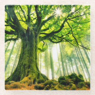 Ponthus' Beech Glass Coaster