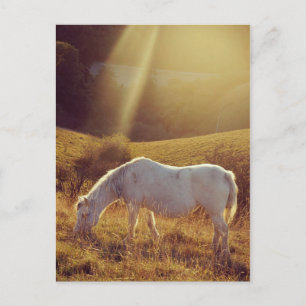 Pony Grazing Postcard