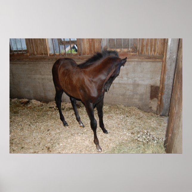 Pony/Horse Poster (Front)