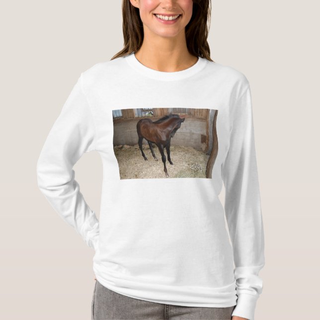 Pony/Horse T-Shirt (Front)