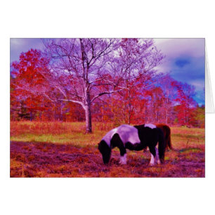 PONY IN A RAINBOW  coloured field