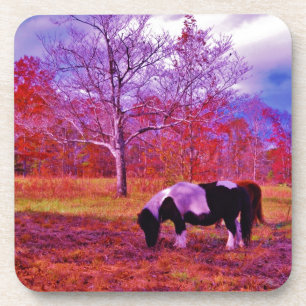 PONY IN A RAINBOW  coloured field Coaster