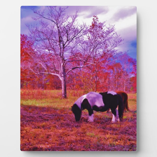 PONY IN A RAINBOW  coloured field Plaque (Front)