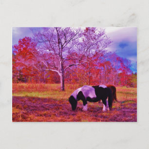 PONY IN A RAINBOW  coloured field Postcard
