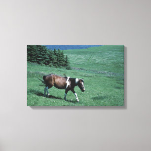 Pony in pasture canvas print