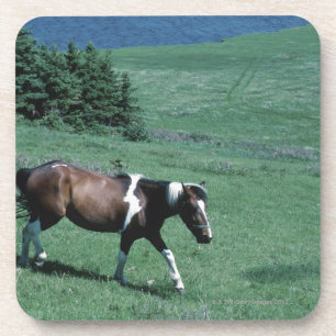 Pony in pasture coaster
