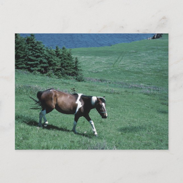 Pony in pasture postcard (Front)