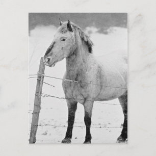 Pony in Snowstorm Postcard