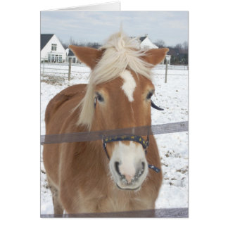 Pony in Winter