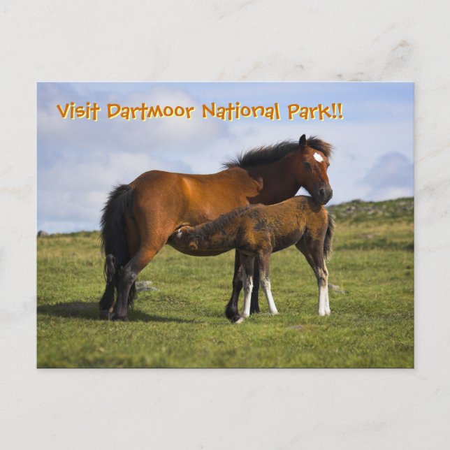 Pony Mare Feeding Foal postcard (Front)
