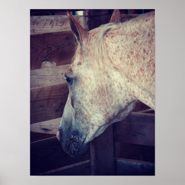 Pony of Americas in Stall Poster (Front)