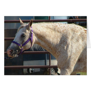 Pony of the Americas