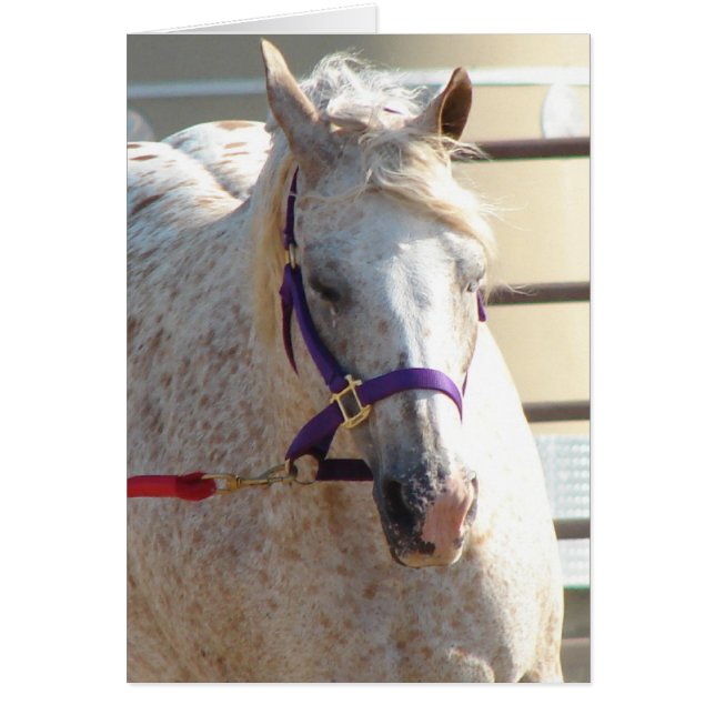 Pony of the Americas On Lunge-Line (Front)
