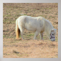 Pony Photo