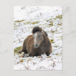 Pony Postcard