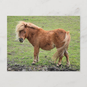 Pony postcard