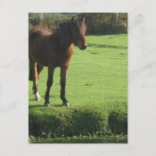 Pony Postcard
