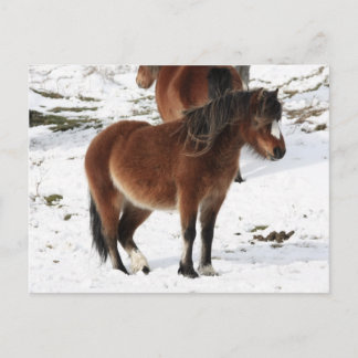Pony Postcard