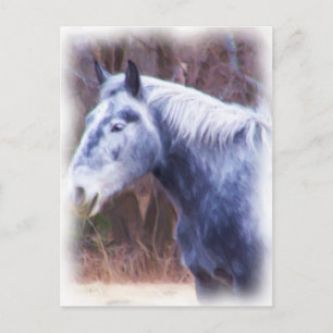 pony postcard