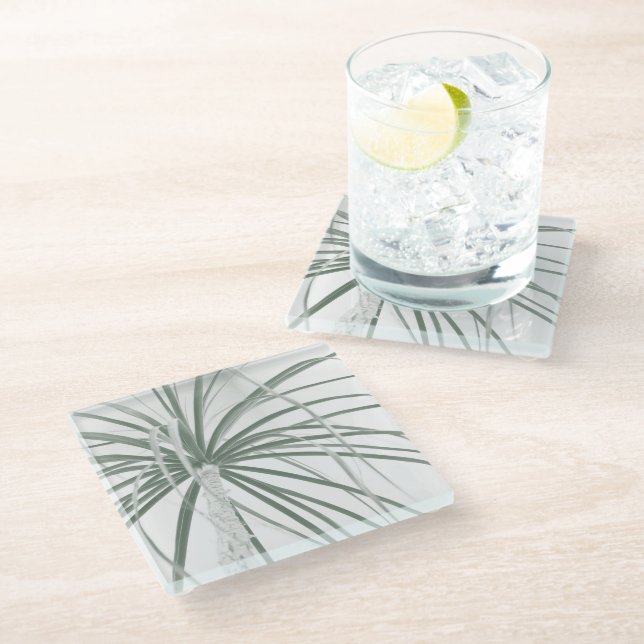 Ponytail palm foliage on white glass coaster (Angled)
