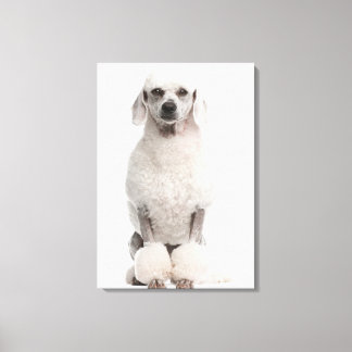 Poodle (1 year old) canvas print