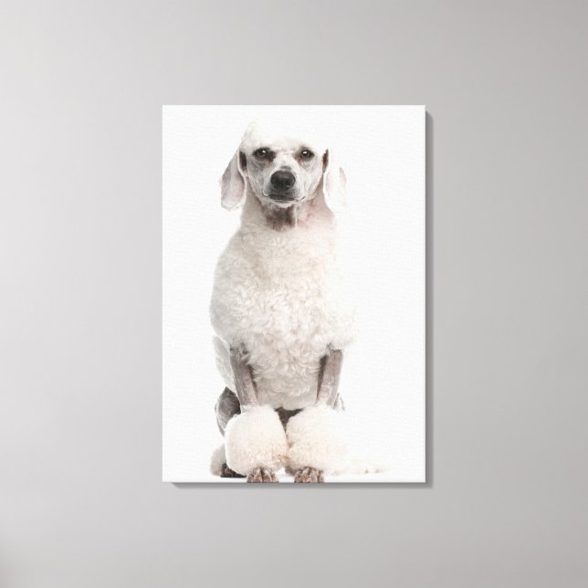 Poodle (1 year old) canvas print (Front)