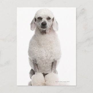 Poodle (1 year old) postcard