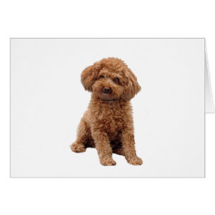Poodle - Apricot (Toy or Min.)