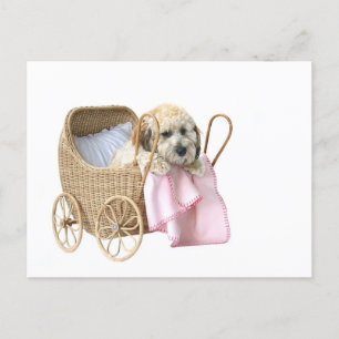 Poodle baby buggy postcard