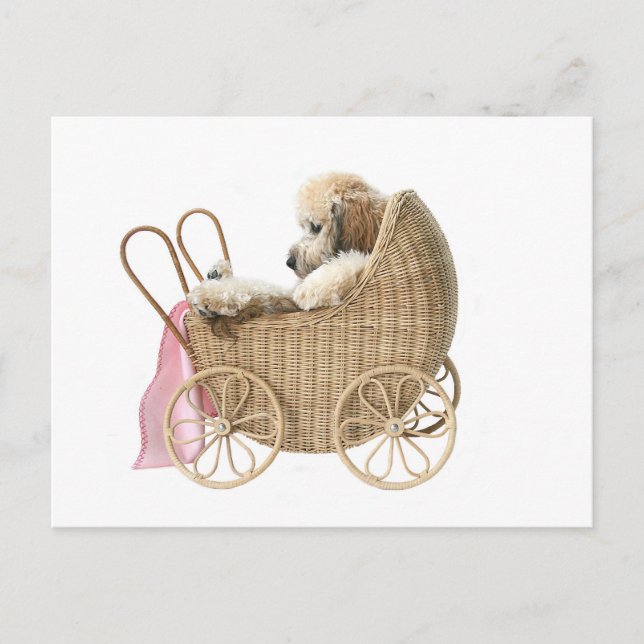 Poodle baby buggy postcard (Front)