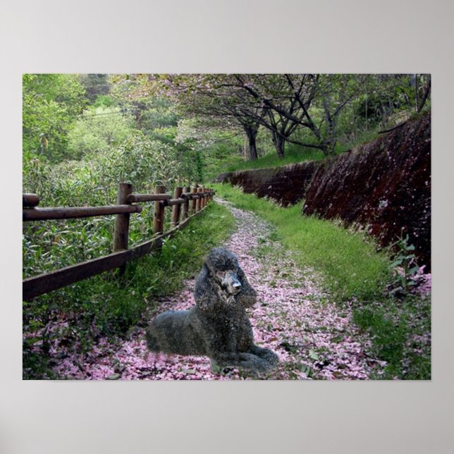 Poodle Black Poster Flowers (Front)