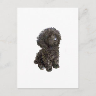 Poodle - black toy pup postcard