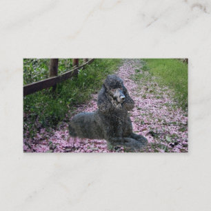Poodle Breeder Business Card