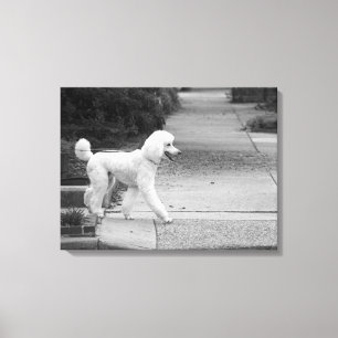 Poodle Canvas Print