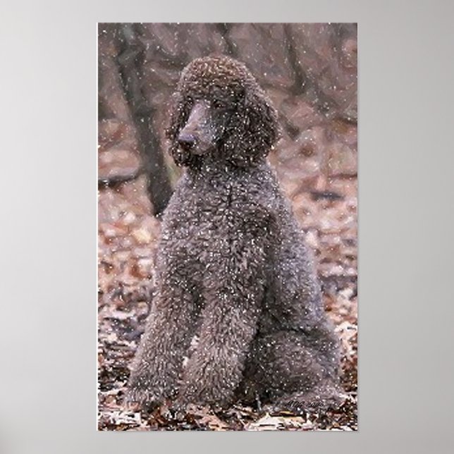 Poodle (Chocolate) Poster Print (Front)