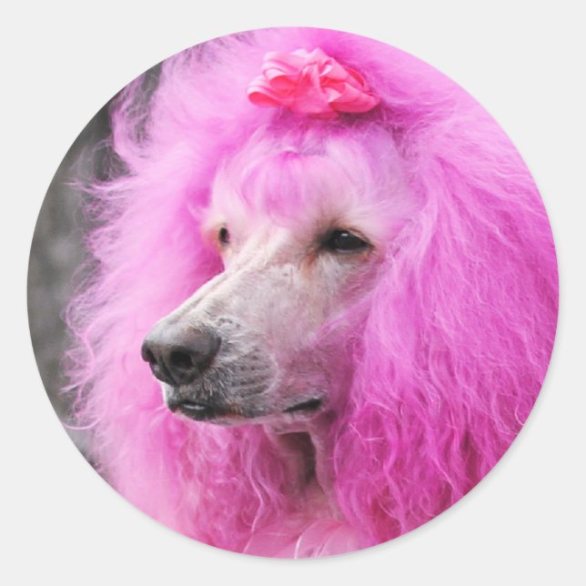 Poodle Day 2010 #11 Classic Round Sticker (Front)