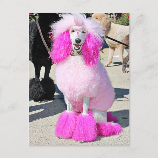 Poodle Day 2016 - Barnes - Pink Standard Poodle Postcard (Front)