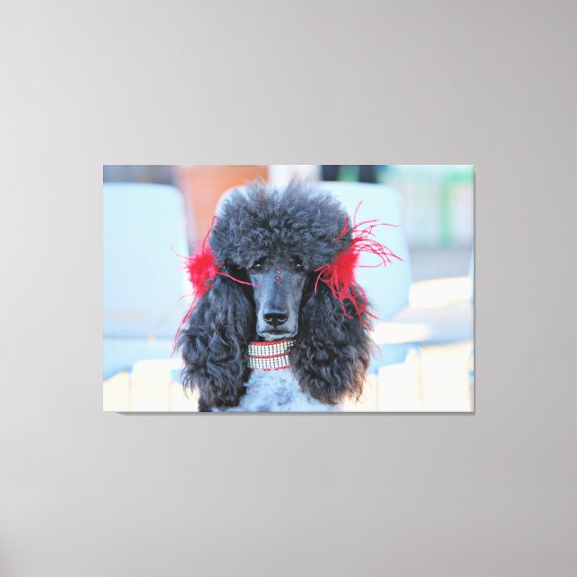 Poodle Day 2016 - Phoebe - Standard Poodle Canvas Print (Front)