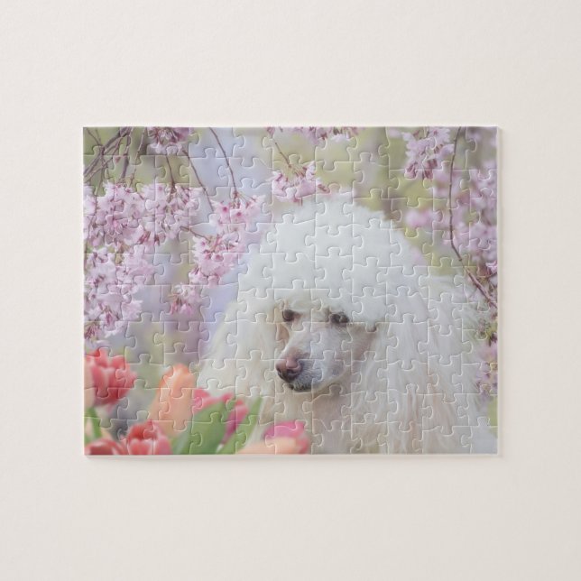 Poodle dog jigsaw puzzle (Horizontal)
