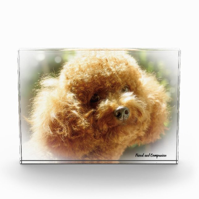 Poodle Dog. Photo Block (Front)
