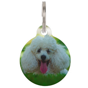 Poodle Dogs. Pet Tag