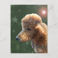 POODLE FOR THE HOLIDAYS
